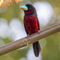 Black-and-red Broadbill